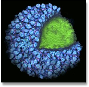 http://www.foodsafetycounsel.com/food-safety-law/common-food-borne-pathogens/norovirus-1/